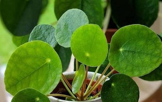 镜面草的养殖方法和注意事项-镜面草的种植方法图片大全