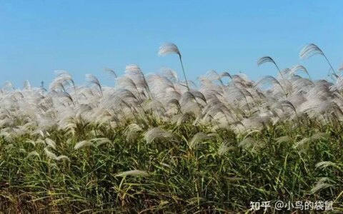 《诗经·秦风·蒹葭》-《诗经·秦风·蒹葭》注音