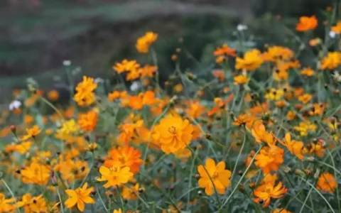 容县灵山镇：硫华菊盛开引客来