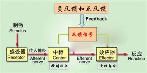 什么是正反馈环路(正反馈)