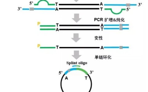 #微观探索人体奥秘#028 高通量测序技术-MGI测序-#高通量测序分析