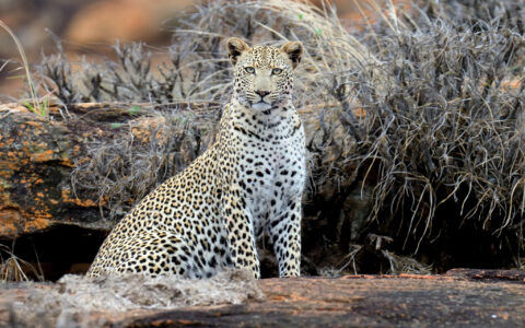 美洲豹：美洲大陆的顶级掠食者