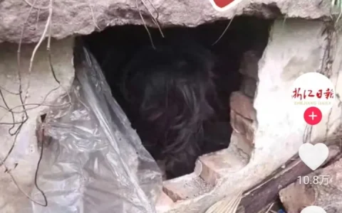 大爷山上晨练发现老坟里面有个人 竟然是一名逃犯 我却笑死在评论区