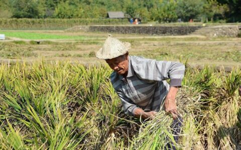 农村将要开展“大整治”？4类“生意”被禁，中央一号文件有要求