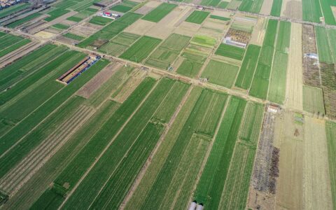 高标准农田绘就好丰景：绿色革命助力乡村振兴