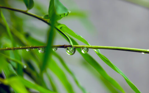 谷雨之际，万物逢时：一窥自然与人文交织的深邃画卷
