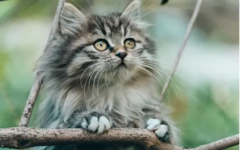 宠物疫苗知识大普及：猫三联与妙三多的作用及区别