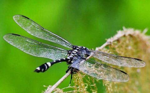 原创
            什么是天命？什么是率性？什么是道？什么是中和？什么是天地位？