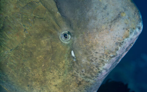 第四次全球珊瑚白化事件：海洋生态的警钟再次敲响