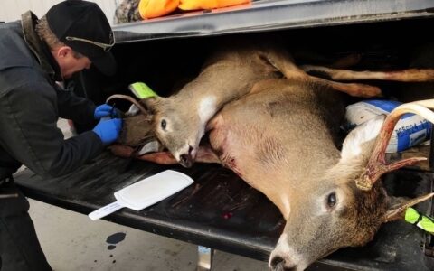 美国老人感染僵尸鹿病毒死亡，“僵尸病毒”真的能控制人类意识？