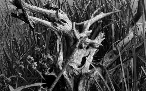 美国遭遇221年来最大蝉灾：生态影响与经济挑战并存