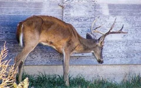 美国出现大量“僵尸鹿”现象，病毒会不会传染给人类？