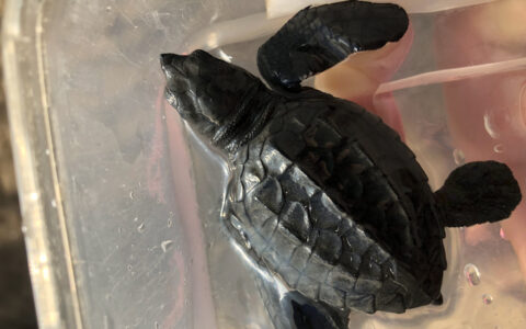 男子养了20年的海龟竟是珍稀玳瑁