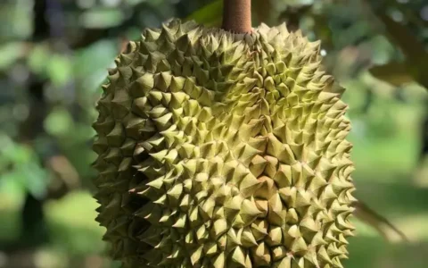 2022年中国榴莲进出口数据分析报告