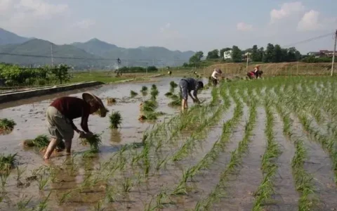 现在的农民并不是真正的“农民”，放弃种地后，农民又在做什么呢