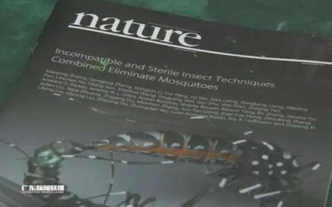 新加坡暴发史上最严重登革热疫情，登革热有多可怕？在新冠病毒防疫期间应如何预防？