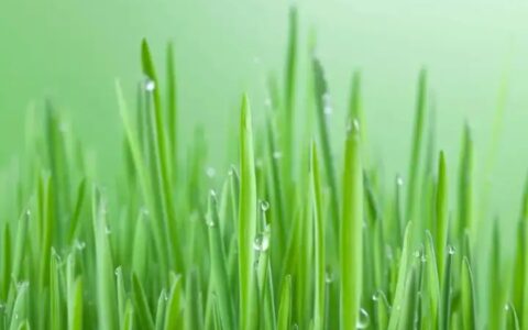 立夏了，有哪些好玩的事情？