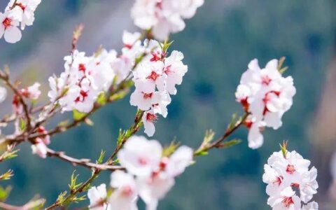 此景只应天上有，宛如仙境落凡尘