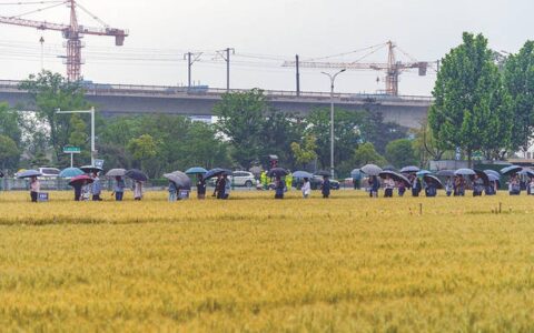 暖风迎小满，科技巧种田
