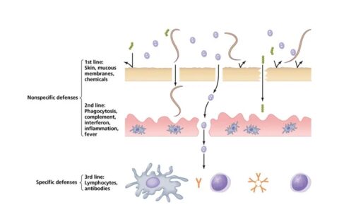 提高免疫力的5种方法，其他大都不靠谱