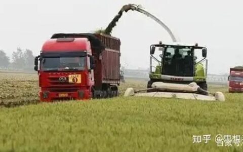 青储小麦：大片麦苗被收割，资本背后的大棋