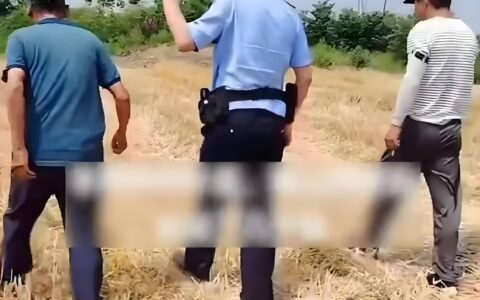 “几十亩小麦被人开收割机偷了”：农业安全的警钟