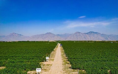 银川市葡萄酒产业综合产值达300亿元