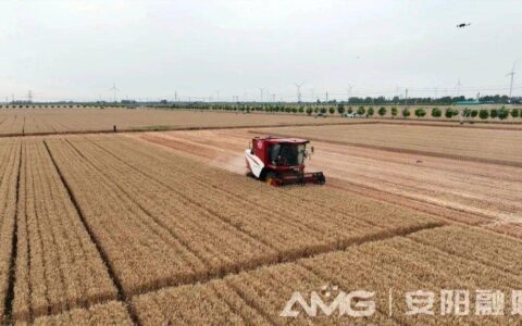 河南首家千亩无人农场小麦收割！位于安阳广润坡高标准农田核心区→-河南小麦播种和收获时间