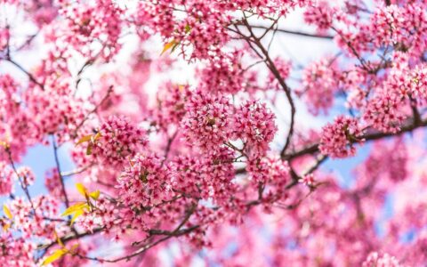 本周桃花运最旺的星座揭秘！快来看看有没有你！-桃花运最好的四大星座