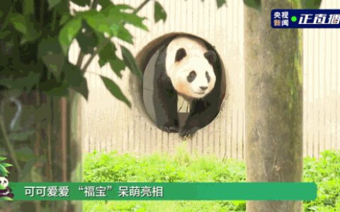 热搜第一！顶流“女星”正式营业！-官方认证顶流女明星