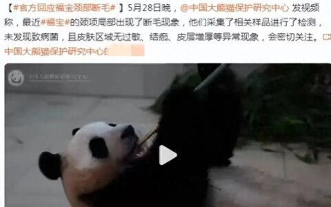 愈演愈烈！韩网友要求归还大熊猫福宝，跑到大使馆、时代广场闹事-韩国申遗大熊猫