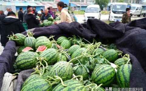 资讯 | 日韩的西瓜为啥那么贵？-西瓜日本多少钱一斤