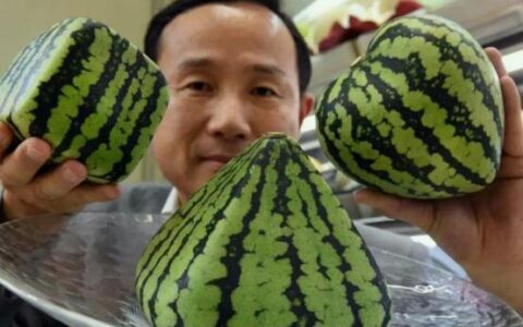 日本、韩国一个西瓜卖两三百，不从中国大量进口因为“高要求”-日本西瓜大概多少钱