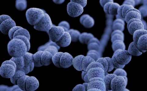 “食人菌”在日本感染超千人，致死率达3成-日本食人案