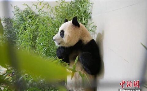 爆火！“顶流”今天正式复出！-今年顶流