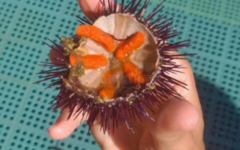 女生剃光头蓄发5个月炸毛似海胆-女生剃光头的危害