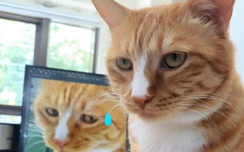 猫研所 ||猫咪在出糗时装作很忙，是为了缓解尴尬吗？-猫咪研究室