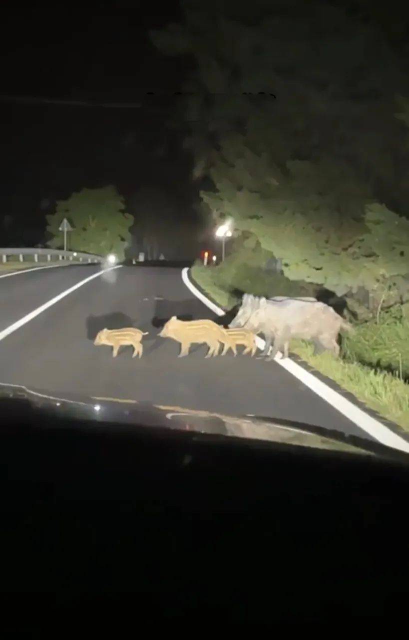 原创            上海：男子开车，被5只野猪拦住，随后的一幕让他难以置信-野猪被车撞死可以吃吗