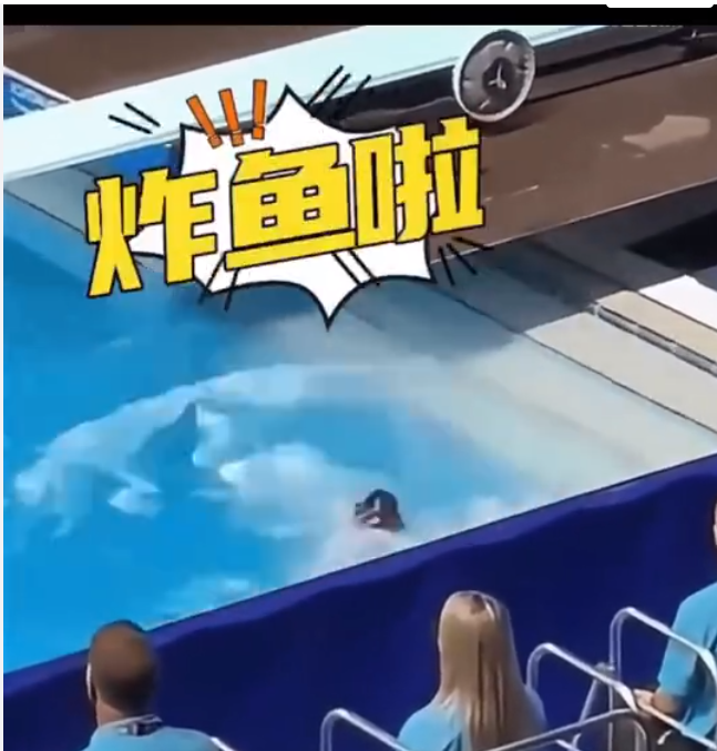全红婵炸鱼名场面?全红婵谷爱凌商业互吹?解密全红婵水花消失术-全红婵是干嘛的