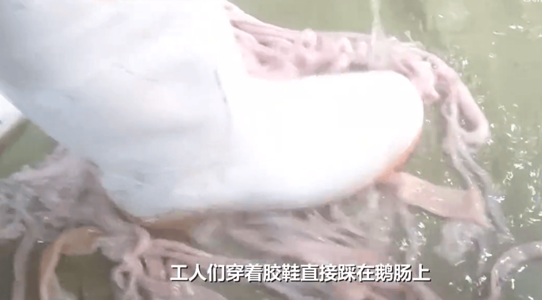 “脚踩鹅肠”事件后续:涉事公司被罚!-脚踩鹅卵石的好处