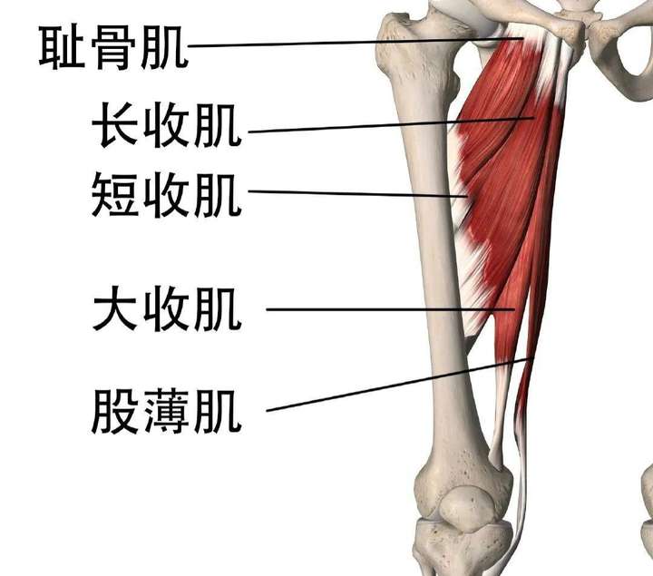 石智勇内收肌或断裂，听到“啪”的一声！内收肌在哪？为何有声音-腹股沟在哪个位置图片