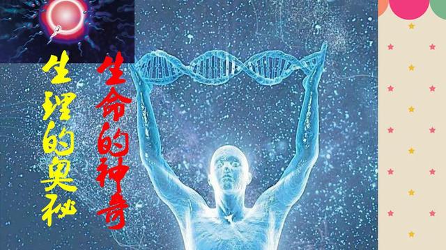 石智勇内收肌或断裂，听到“啪”的一声！内收肌在哪？为何有声音-腹股沟在哪个位置图片