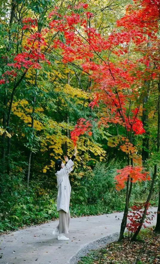 心往长白山 松花江上游 |天高云淡，畅游长白山金秋天地！-长白山松花江大峡谷