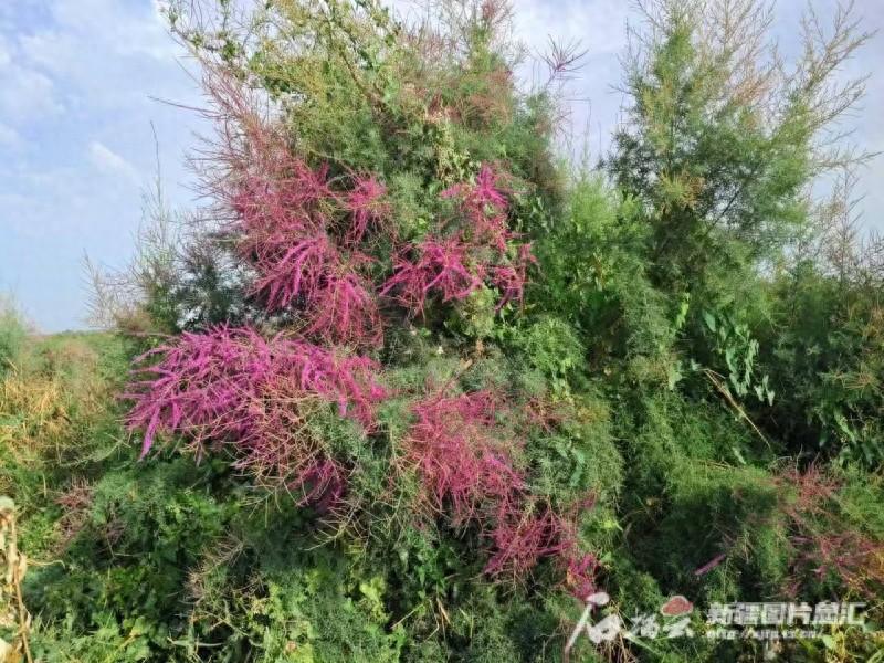 本周全疆高温仍是“主力” 周末北疆大部或迎清凉-笔记本电脑后面很烫手是正常吗