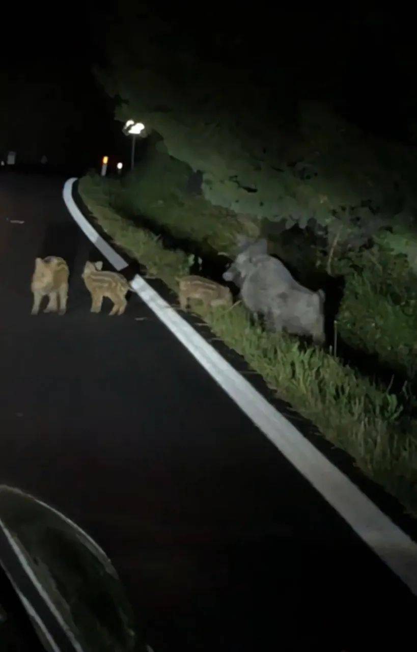 原创            上海：男子开车，被5只野猪拦住，随后的一幕让他难以置信-野猪被车撞死可以吃吗
