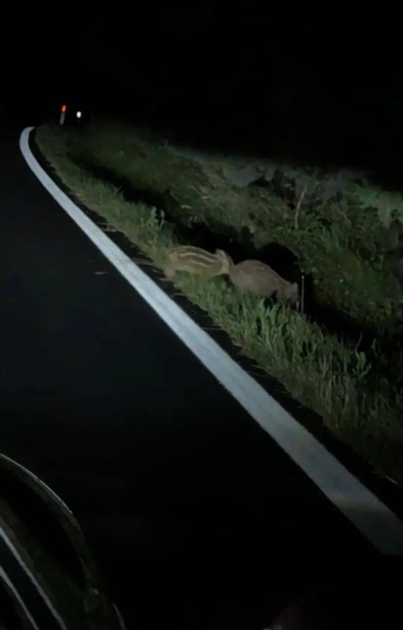 原创            上海：男子开车，被5只野猪拦住，随后的一幕让他难以置信-野猪被车撞死可以吃吗