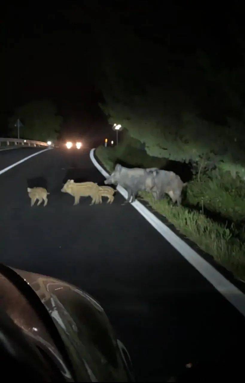 原创            上海：男子开车，被5只野猪拦住，随后的一幕让他难以置信-野猪被车撞死可以吃吗