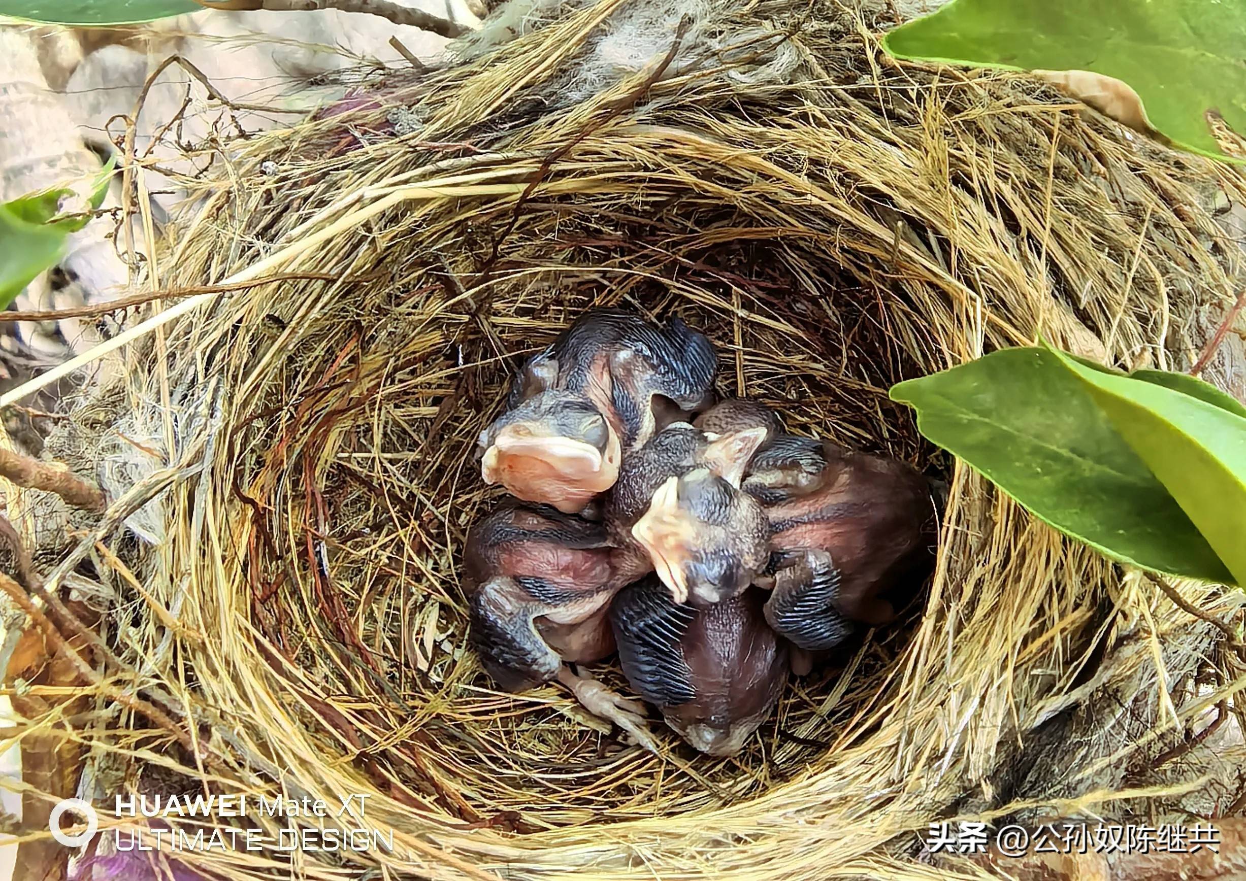人与鸟亲密互动，成网红现象，专家：白头翁私人饲养非法！