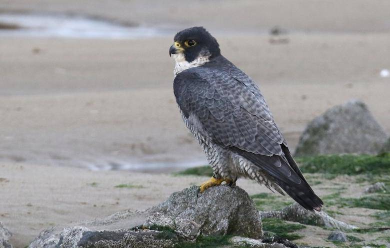 河南男子带玄凤鹦鹉外出遛风，结果给老鹰加了餐，只能含泪望天空
