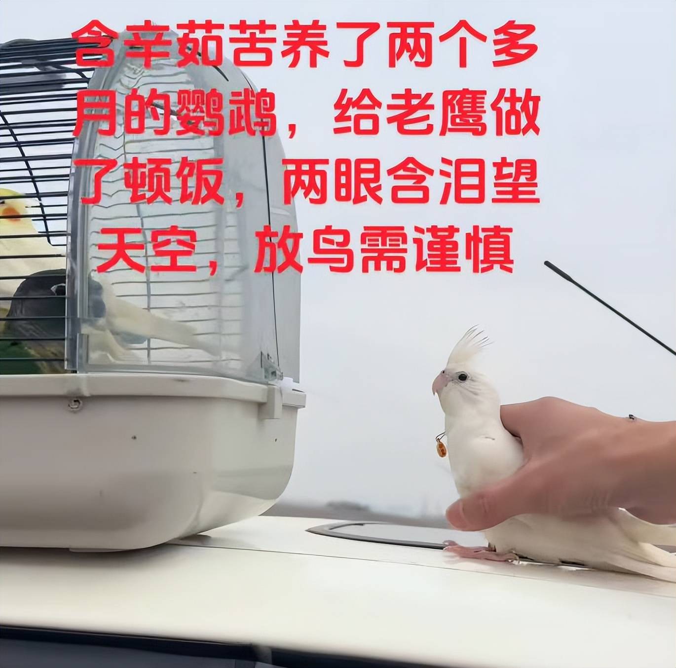 河南男子带玄凤鹦鹉外出遛风，结果给老鹰加了餐，只能含泪望天空